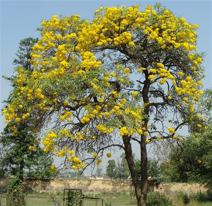 Tabebuia aurea